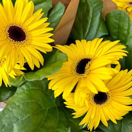 Baby Gerbera | Perfect Plants for Under £30
