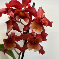 Cambria Orchid | Laura