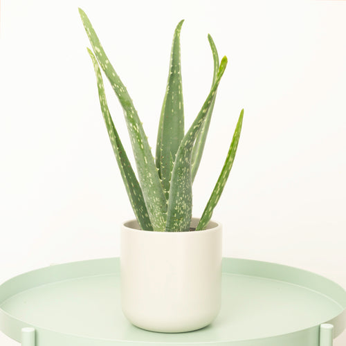 Aloe Vera