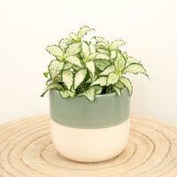 Sure to inspire and captivate wherever they go, these stunning white Nerve Plants - also known as Mosaic Plants - are perfect for gifting and adding a touch of nature to all sorts of spaces. Pet-friendly and easy to care for, what's not to love?