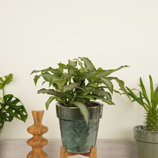 Angel Grass Plant | Bright Star | Potted Houseplants