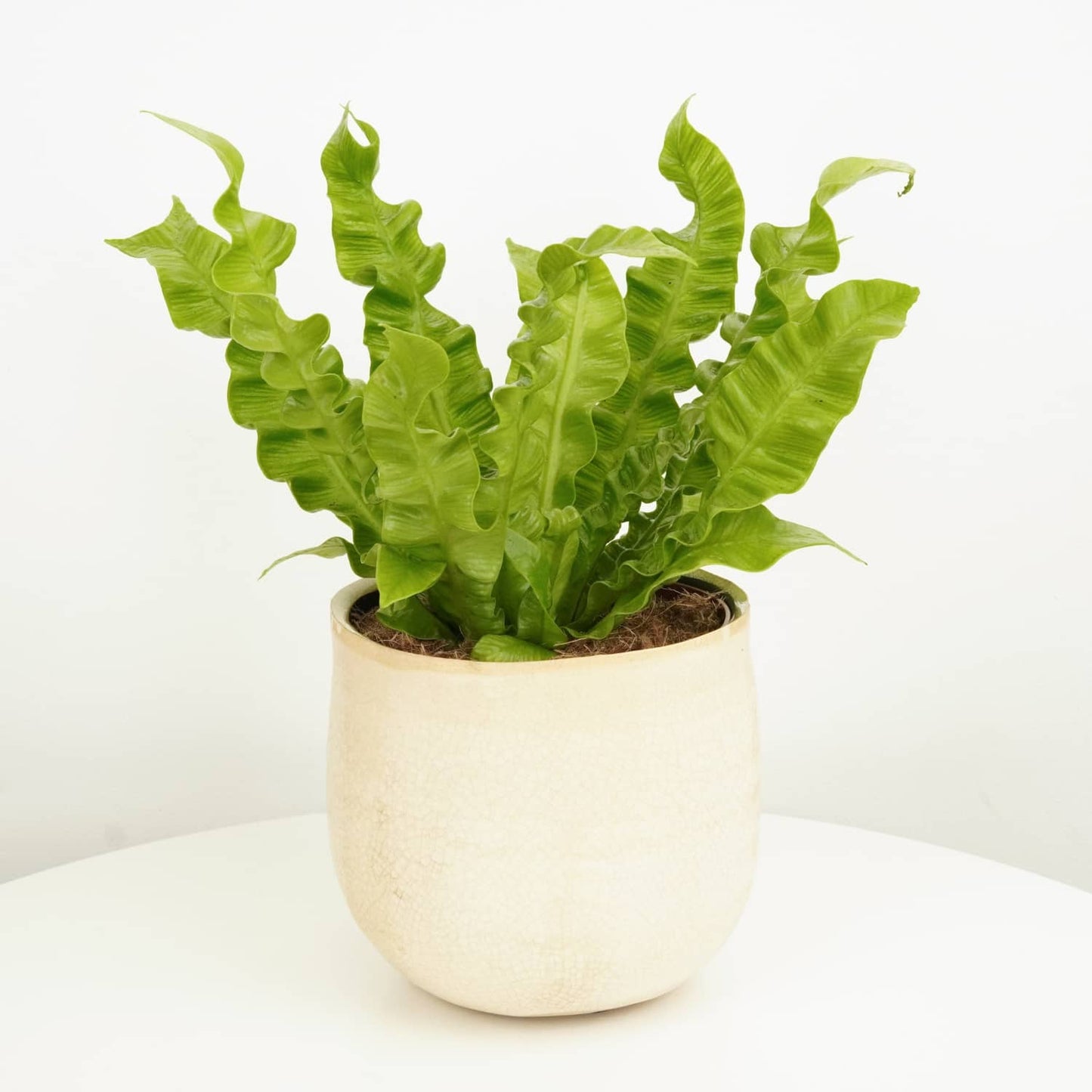 Birds Nest Fern | Crispy Wave