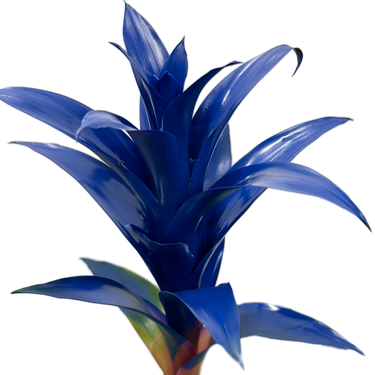 Guzmania Bromeliad | Blue Dyed