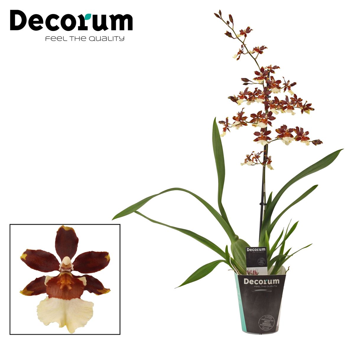 Cambria Orchid | Bonfire