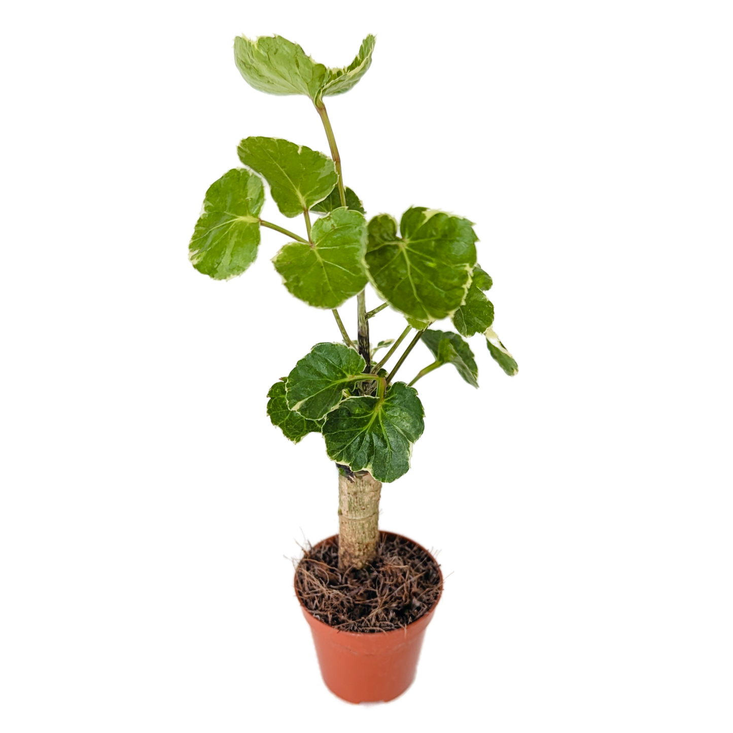 Ming Aralia | Balfouriana