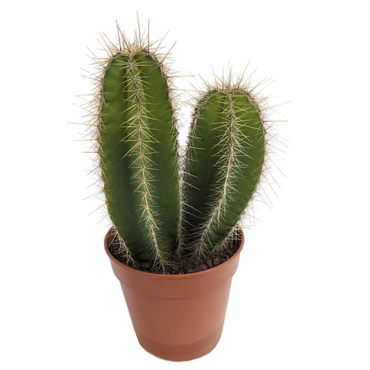 Bilbo Cactus | Air Purifying Plants