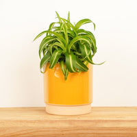 A stunning Bonnie Carribbean Spider Plant in a sold separately decorative eno yellow plant pot. This variety is best known for its distinct swirly foliage and central stripe, and their naturally elegant, easy to care for qualities makes them great for both beginners and for gifting to loved ones!