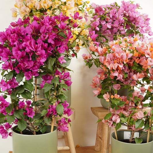Paper Flower | Potted Houseplants