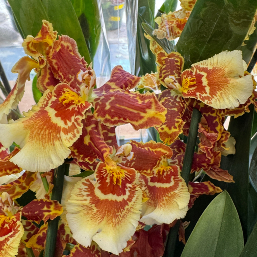 Cambria Orchid | Bronze Tiger