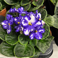 African Violet | Fleck Purple