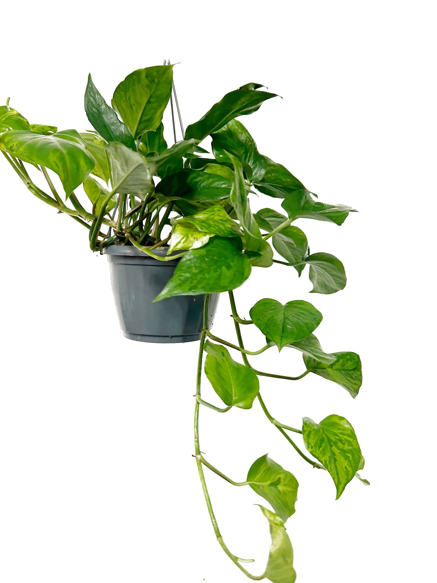 Pothos | Marble Green