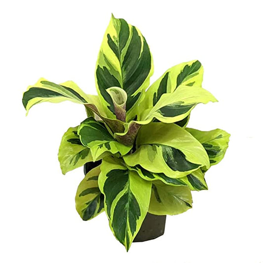 Prayer Plant | Yellow Fusion | Rare Plant | Potted Houseplants