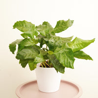 A stunning Calathea 'Network' - Prayer Plant 'Network Mosaic' tropical houseplant. These Air Purifying & Pet Safe varieties are best known for their incredibly vibrant green foliage and distinct patterns upon their leaves, reminiscent of a mosaic or circuit board. They are just as easy to care for as other Prayer Plant varieties, and ideal for gifting, decorating at home, at the workplace and even in restaurants! Why not give one a go today? Available at www.houseplant.co.uk