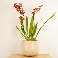 An elegant 'Poppy' Cambria Orchid in a cosy ceramic pot (sold separately.) This variety is admired and identified through its emerald green leaves and vibrant yellow-orange-red blooms.