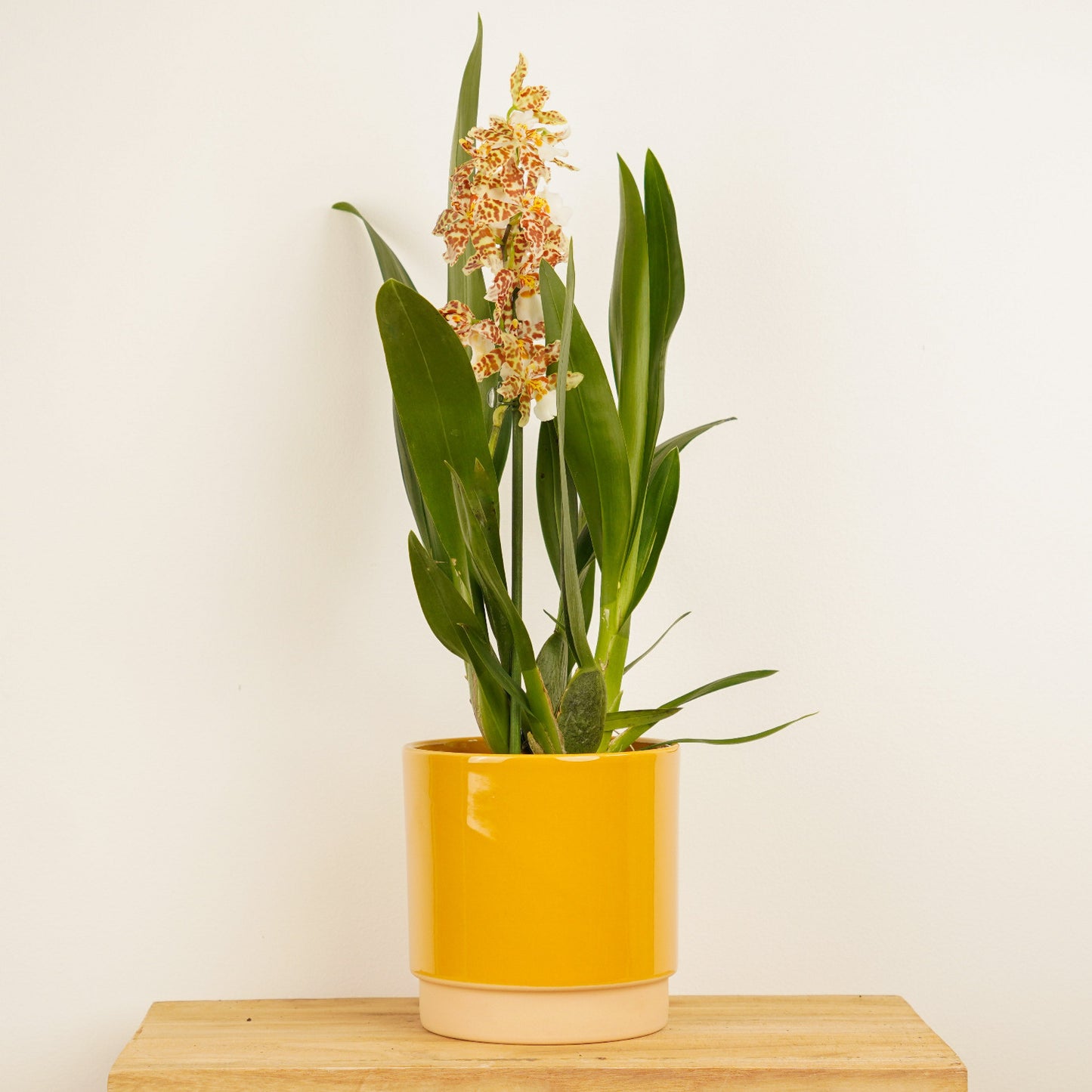 Cambria Orchid | Snow Leopard