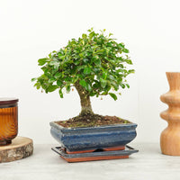 A stunning 'Carmona' Bonsai in a decorative blue rectangular ceramic pot. Also known as the Fukien Tea Tree and Philippine Tea Tree, these are perfect for spreading zen vibes wherever they go and make for a superb gift idea for someone needing some tropical inspiration.