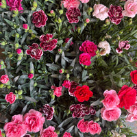 A range of stunning Carnations / Dianthus plants commonly seen in our Carnation Patio Plant Bundle. These bundles are ideal for gifting and perfect for decorating your outdoor spaces!