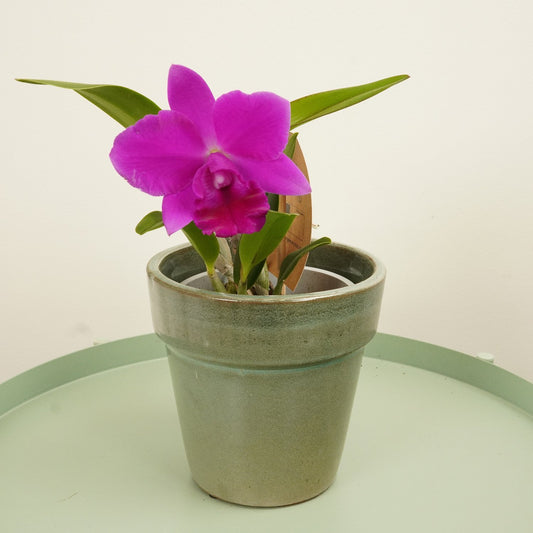 Queen Of Orchids | Purple | Hard To Find | Potted Houseplants