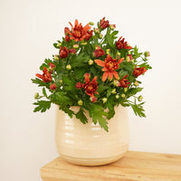 A charming Chrysanthemum 'Bonfire' houseplant admired for its emerald green leaves and captivating red-orange blooms reminiscent of a bonfire, fireplace and fireworks in the night sky. Shown in a cream, rounded ceramic pot sold separately.