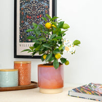 A beautiful Calamondin Citrus Tree in a cosy ceramic pot, sitting atop a shelf.