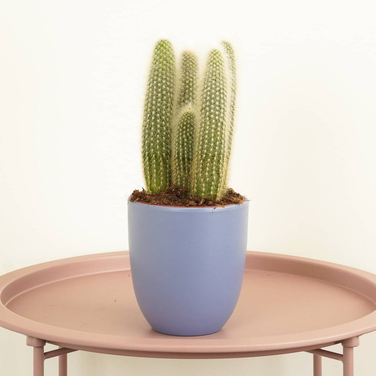 Silver Torch Cactus