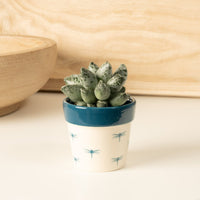 A lovely Adromischus Coffee Bean Plant with fleshy, spotted green leaves in a rosette shape.