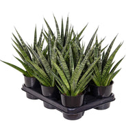 Comet Queen Marble Snake Plant