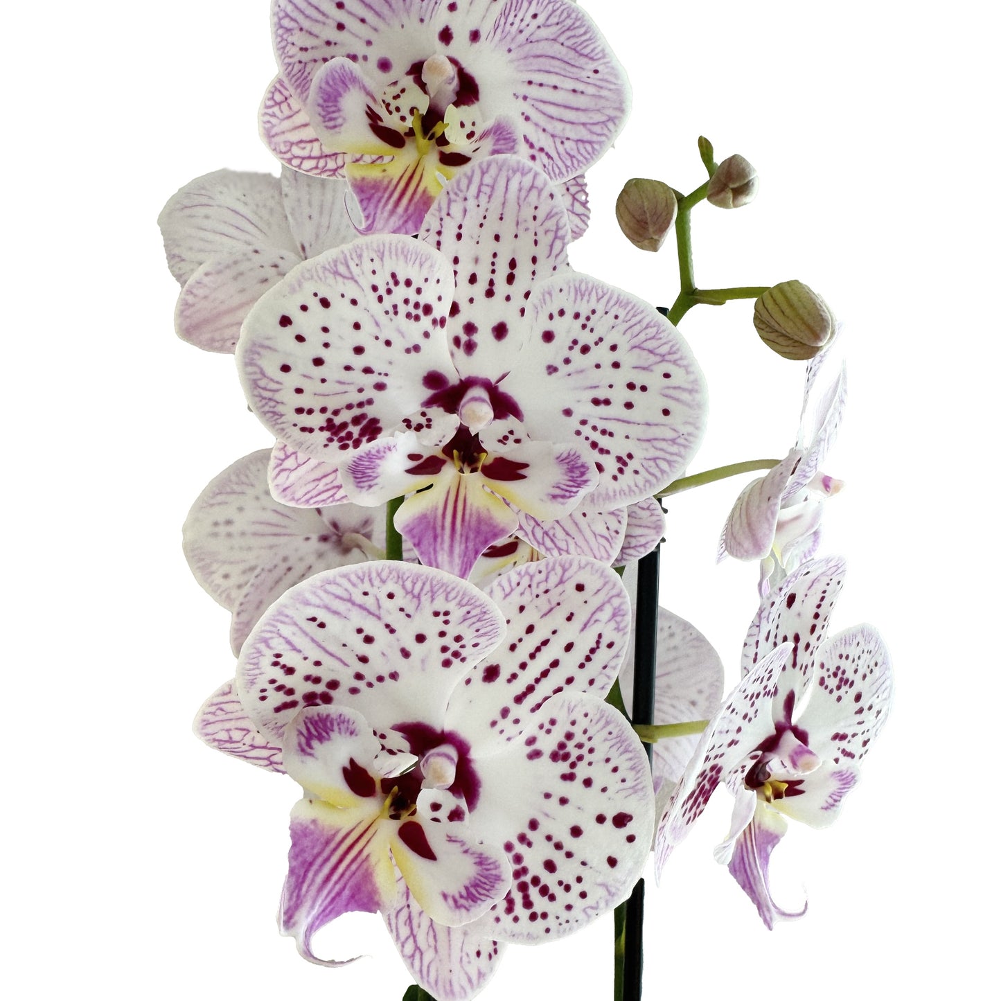 Phalaenopsis Orchid | Cracker