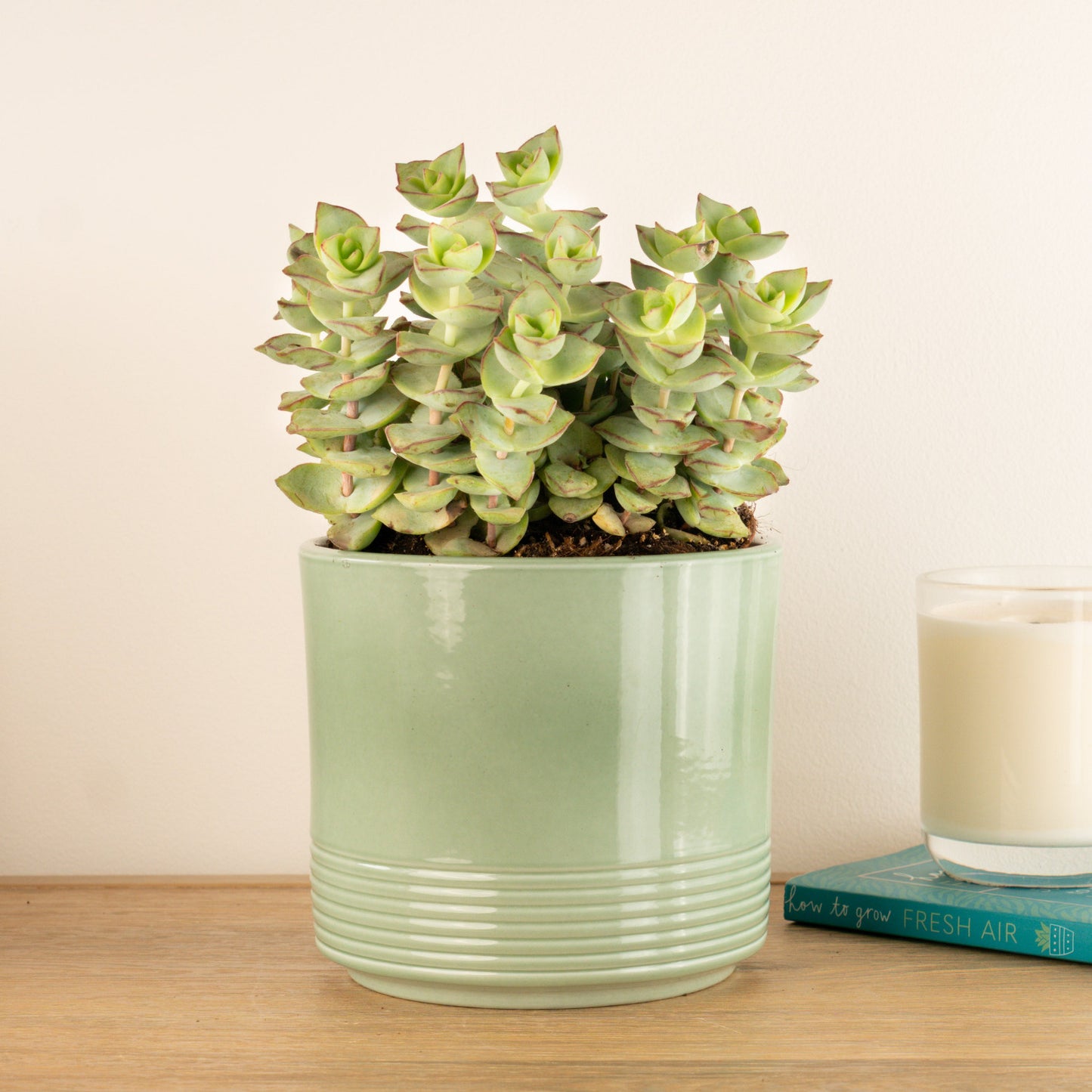 Crassula | Azul