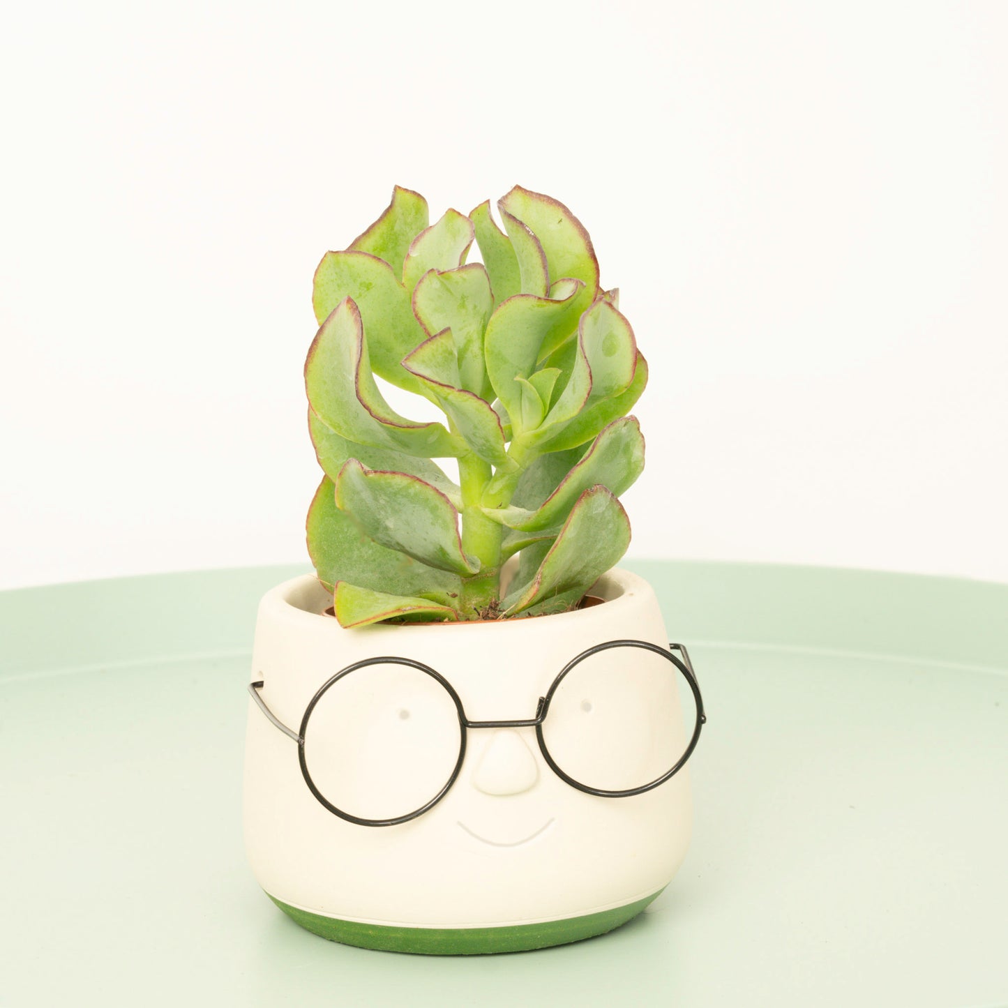 Curly Silver Dollar Plant