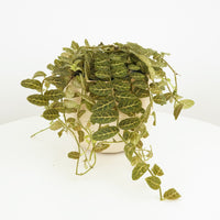 A stunning Crocodile Nightshade tropical houseplant - best known for its captivating dark green oval patterned leaves, they are sure to brighten up your home / workplace and inspire wherever they go!