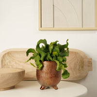 A lovely, spineless curly ruffled Curly Locks Orchid Cactus - also known as Epiphyllum guatemalensis - in a decorative copper pot. A fantastic variety for beginners, they are very low maintenance, hard to kill, and yet sure to inspire just about anywhere & everywhere they go! They are also air purifying, so by caring for yours, it'll help care for you too. Great for gifting and ideal for placement at home, in your office, at a restaurant and beyond! Available from www.houseplant.co.uk whilst stocks last.