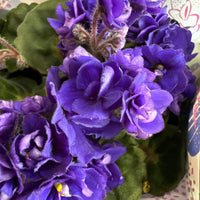 African Violet | Double Purple