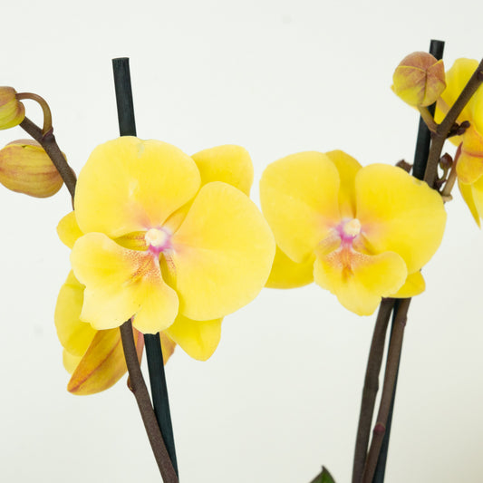 Phalaenopsis Orchid | Manta Palau | Potted Houseplants