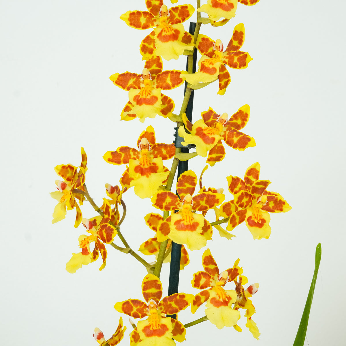Colmanara Orchid | Burkhard Holm