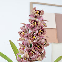 Cymbidium Orchid | Joker