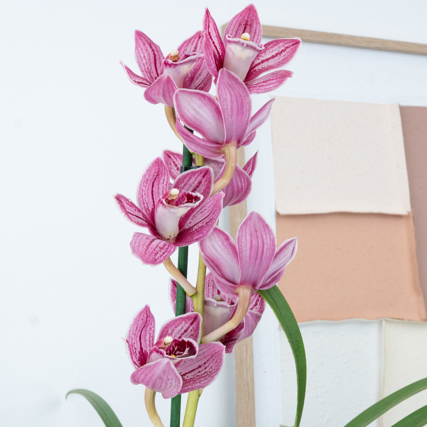 Cymbidium Orchid | Lady