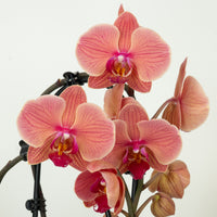 Phalaenopsis Orchid | Narbonne