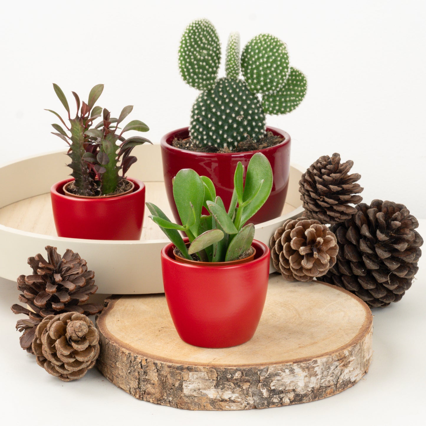 Naughty Or Nice? | Plant Bundle