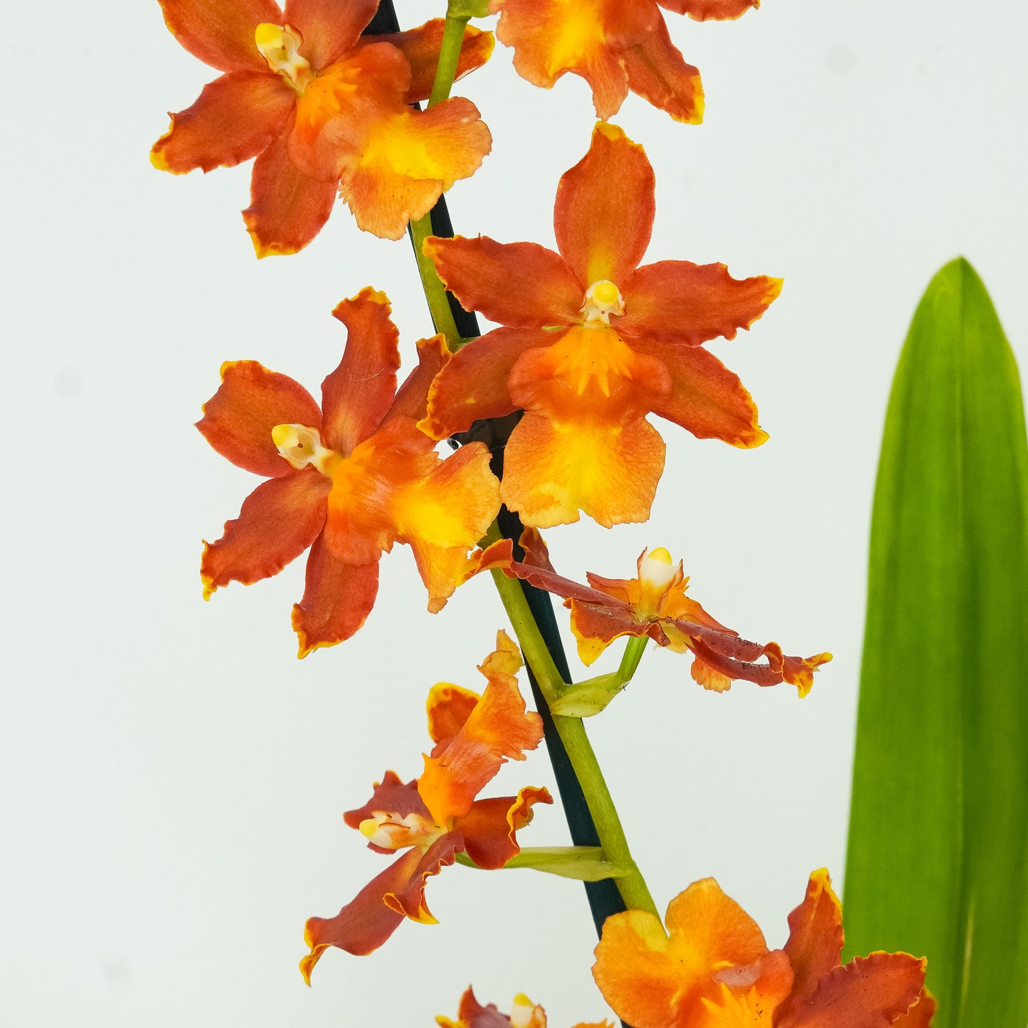 Cambria Orchid | Peru