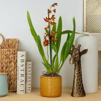 Cambria Orchid | Apricot