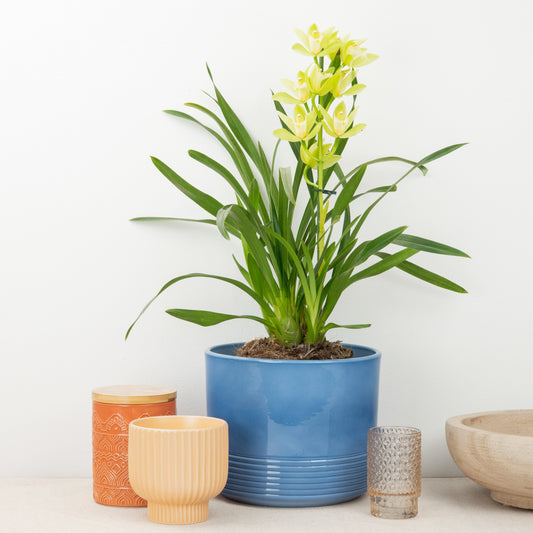 Cymbidium Orchid | Mint Source | Potted Houseplants