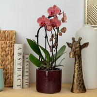 Phalaenopsis Orchid | Narbonne