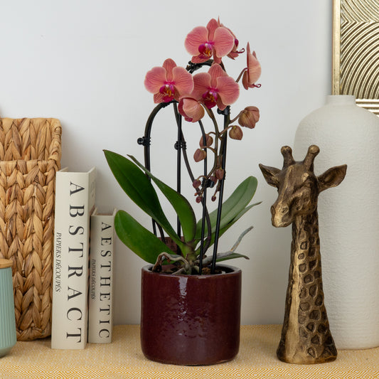 Phalaenopsis Orchid | Narbonne | Potted Houseplants