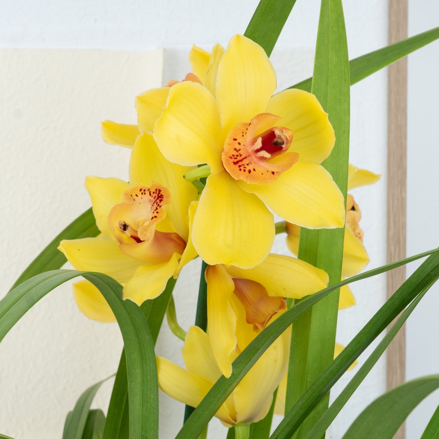 Cymbidium Orchid | Yellow Surprise