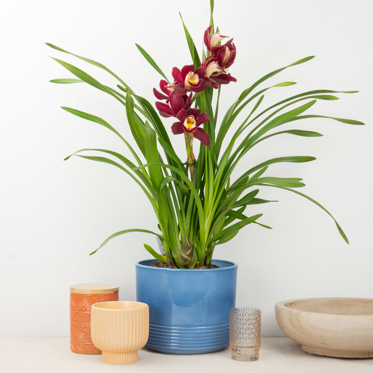 Cymbidium Orchid | Red Arrow