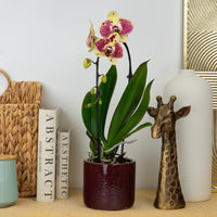 Phalaenopsis Orchid | Artimaster