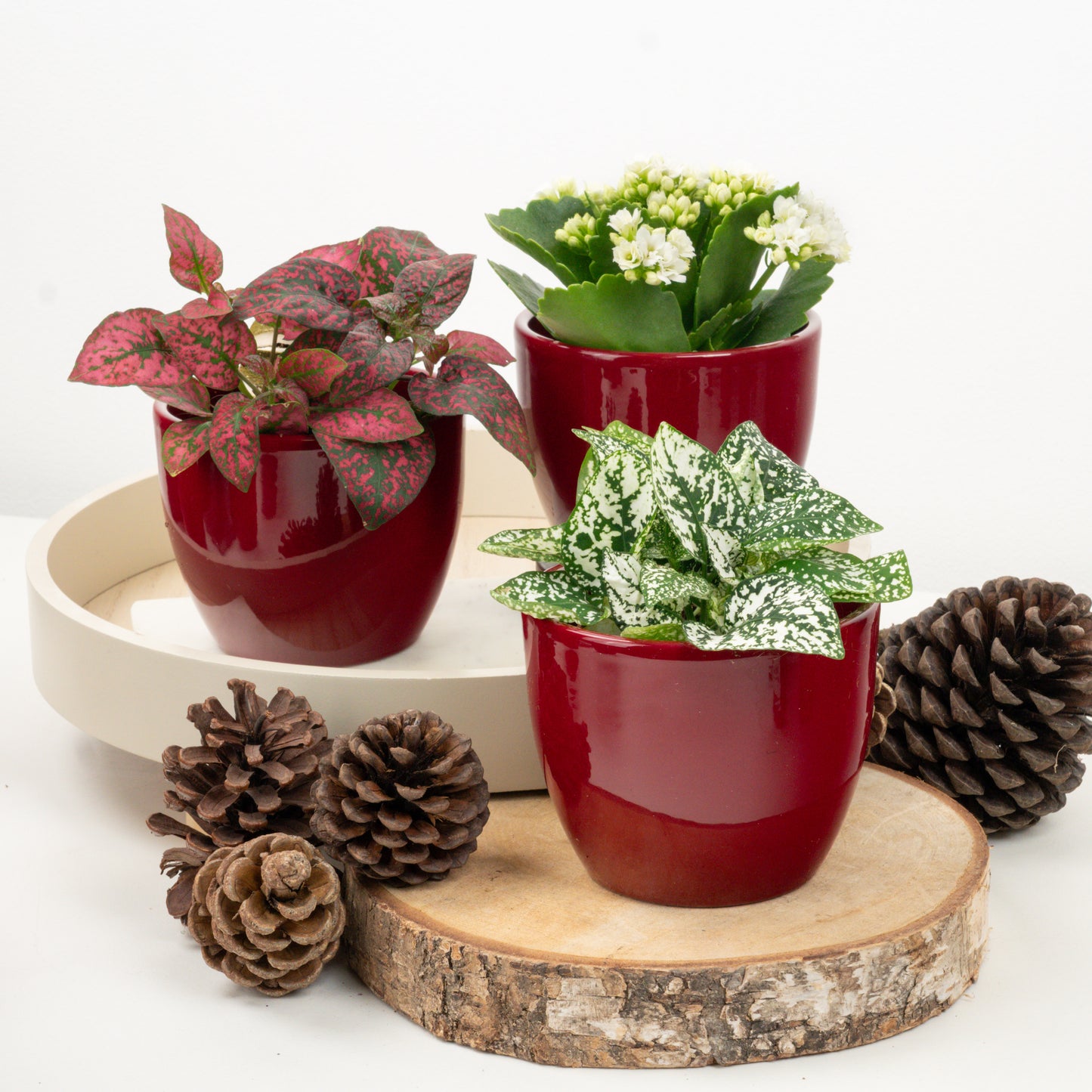 Christmas Blessings | Plant Bundle