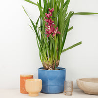 Cymbidium Orchid | Mauve Black Magic