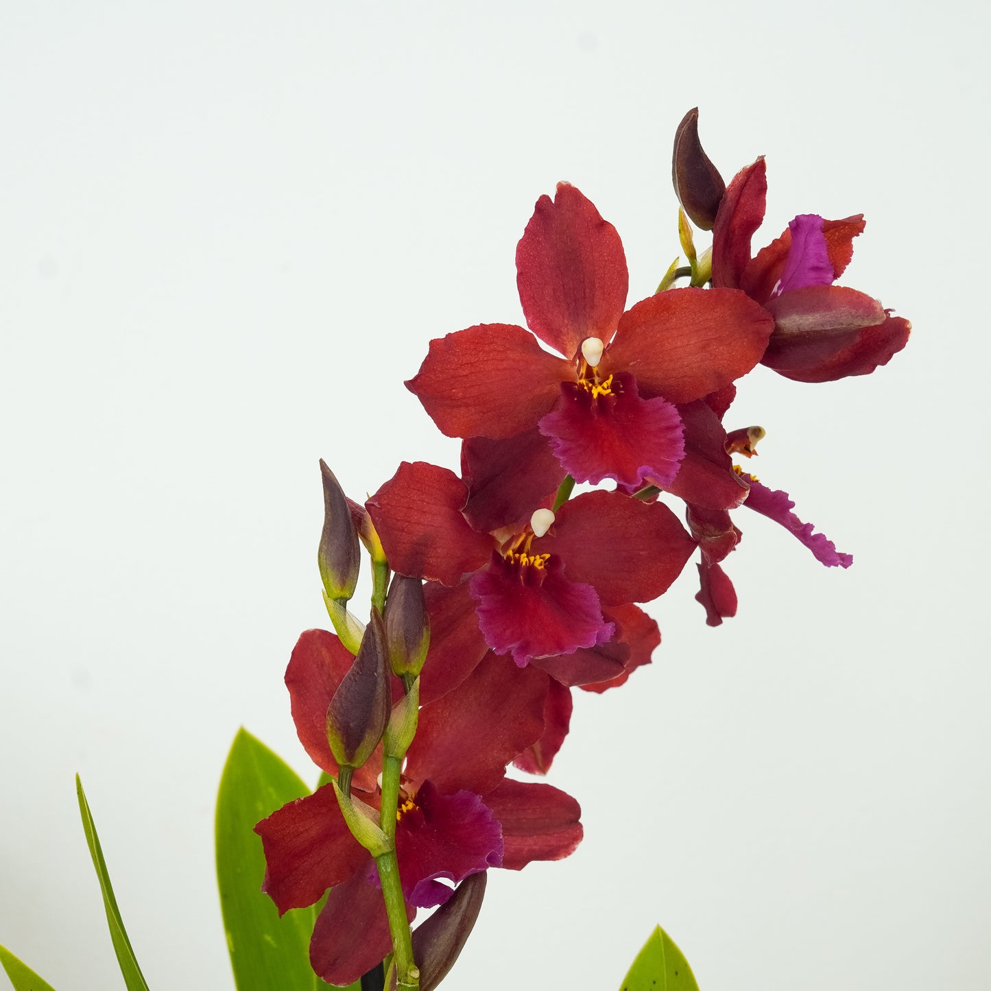 Cambria Orchid | Cambodia
